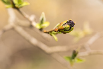 bud on tree