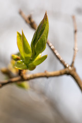 spring leaves on the tree