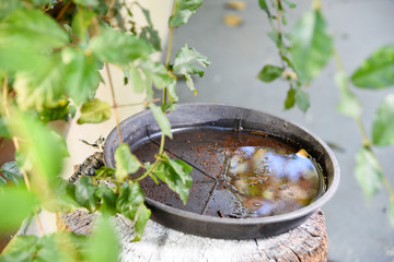 plastic bowl abandoned in a vase with stagnant water inside. close up view. mosquitoes in potential breeding ground.proliferation of aedes aegypti mosquitoes, dengue, chikungunya, zika virus,.
