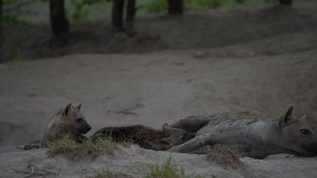 Hyena pack near the nesting hole, with young babes. Young hyena pup, mother care. Hyena family, detail portrait. Spotted hyena babe, Crocuta crocuta, angry animal near the water hole, evening sunset .
