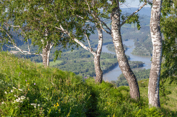 Fototapeta na wymiar Birch trees over the river. Sunny summer day, countryside.