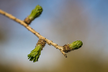 Close up of juvenile larch buds