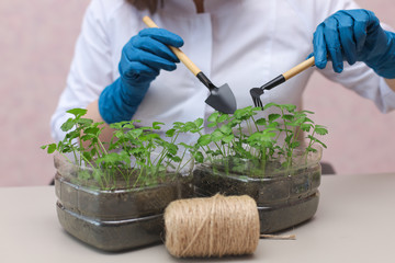 Healthy organic food concept. Close up of hands hold seedling In peat pot. Seedling green plant....
