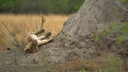Lion with catch wildebeest, eating bloody carcass. Lion kill buffalo, bloody detail from nature, Okavango delta, Botswana in Africa. Big African cat with catch carcass and flies on the meat. 
