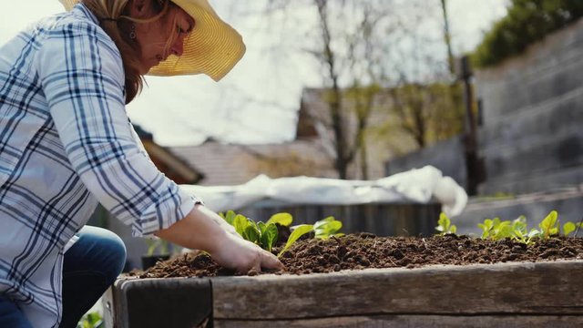 Female gardener farmer planting chard seedling on a home garden with raised garden bed