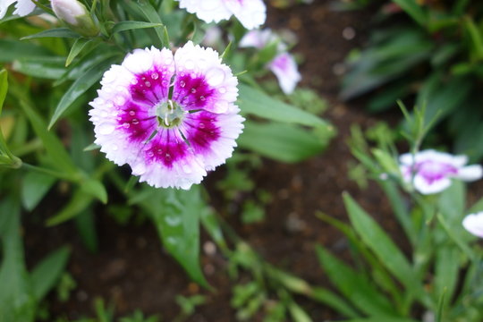 雨に濡れた白と紫の撫子の花