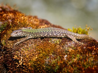 European wall lizard