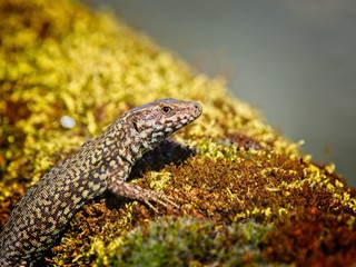 European wall lizard