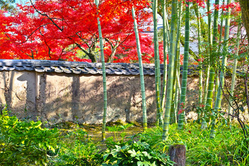 紅葉シーズンの京都。竹林に面した古い塀と紅葉。
