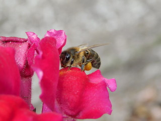 Abeja Polinizando