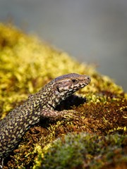 European wall lizard