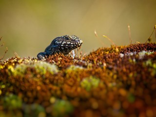 European wall lizard