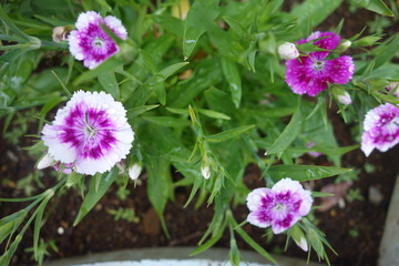 雨に濡れた白と紫の撫子の花