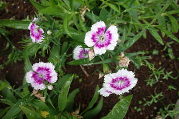 Fototapeta premium 雨に濡れた白と紫の撫子の花