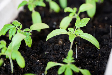 tomato seedlings, preparing for the horticultural season, spring agro planting                               