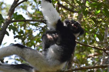 Indri lemur in Andasibe National Park, Madagascar
