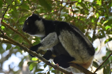 Indri lemur in Andasibe National Park, Madagascar