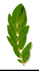 dry leaves on a white background