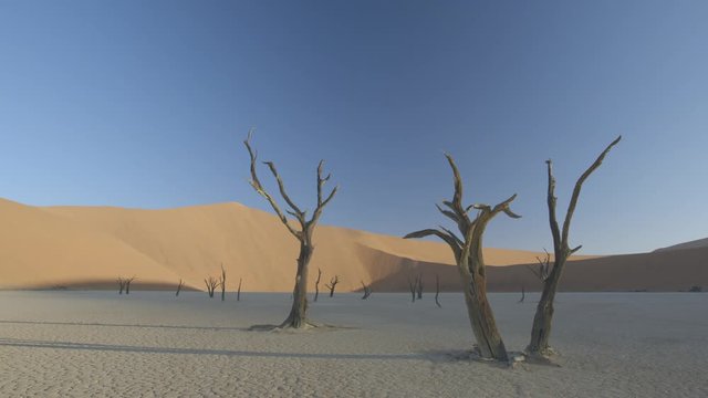 The dramatic petrified trees found at Deadvlei pan in the Sossusvlei region of Namibia.
