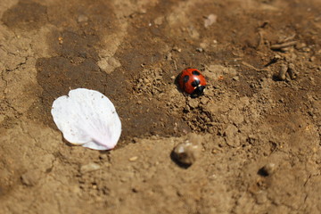 てんとう虫と桜