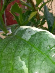 green leaf with water drops