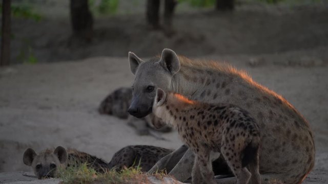 Hyena pack near the nesting hole, with young babes. Young hyena pup, mother care. Hyena family, detail portrait. Spotted hyena babe, Crocuta crocuta, angry animal near the water hole, evening sunset .