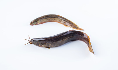 Fresh loach on white background
