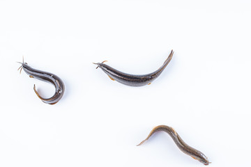 Fresh loach on white background