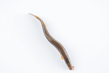 Fresh loach on white background