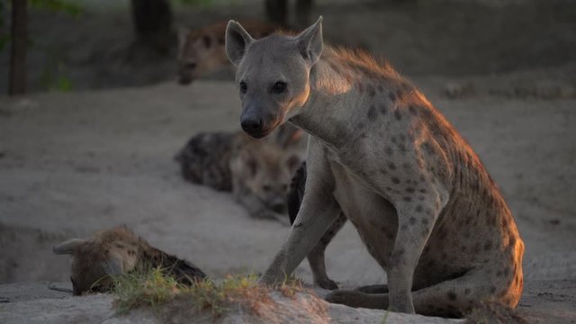 Hyena pack near the nesting hole, with young babes. Young hyena pup, mother care. Hyena family, detail portrait. Spotted hyena babe, Crocuta crocuta, angry animal near the water hole, evening sunset .