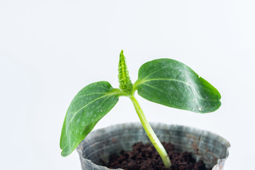 Seedling of a cucumber on white background
