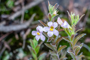 Collection of fresh Chinese herbal medicine antler