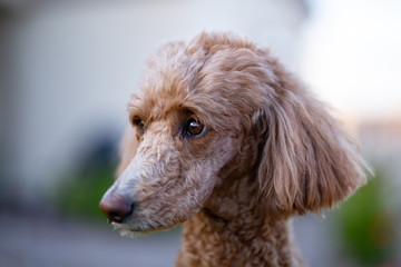 close up of a dog Poodle
