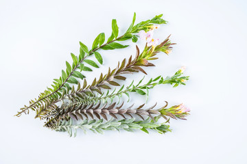 Fresh Chinese herbal medicine velvet antler on white background