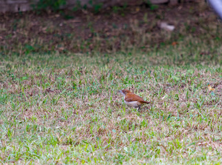 ave batará mayor hembra, chororó, posado en cesped de casa