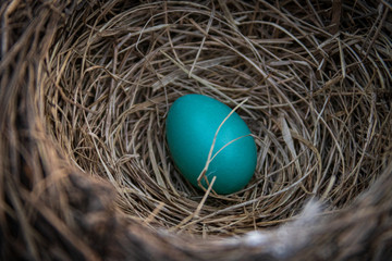 American Robin Blue Egg