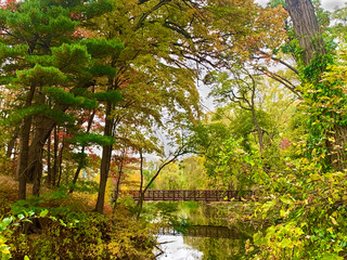 Obraz premium bridge in the forest