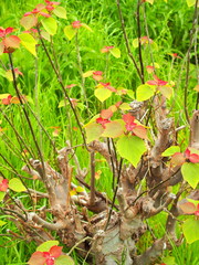 雨上りの野原のアカメガシワ