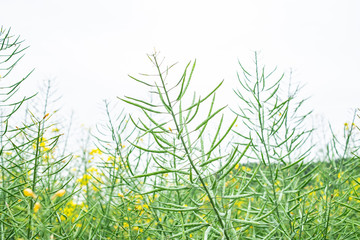 Green rape pods growing on rape plants in spring