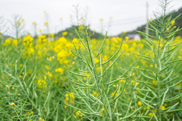 Green rape pods growing on rape plants in spring