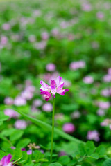 The beautiful and dreamy purple clouds in spring