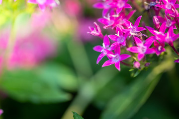 Naklejka premium Beautiful blooming orchids in forest