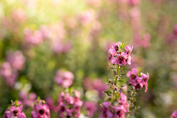 Obraz premium The background image of the colorful flowers