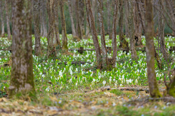 春の花　日本の風景　湿原　秋田県仙北市