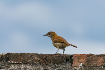 ave batará mayor hembra, chororó, posado en muro de ladrillos