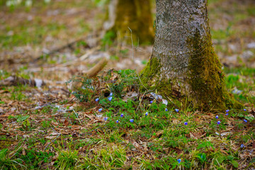 Fototapeta premium 春の草原 森林 ハイキング イメージ