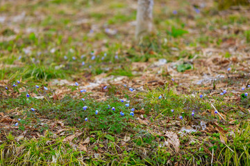 春の草原　森林　ハイキング　イメージ