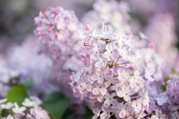 Lilac flowers. Close-up, nature beauty background