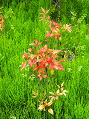 杉菜の中のお多福南天