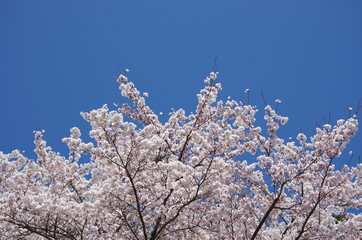雲一つない青空と満開を迎えた桜
